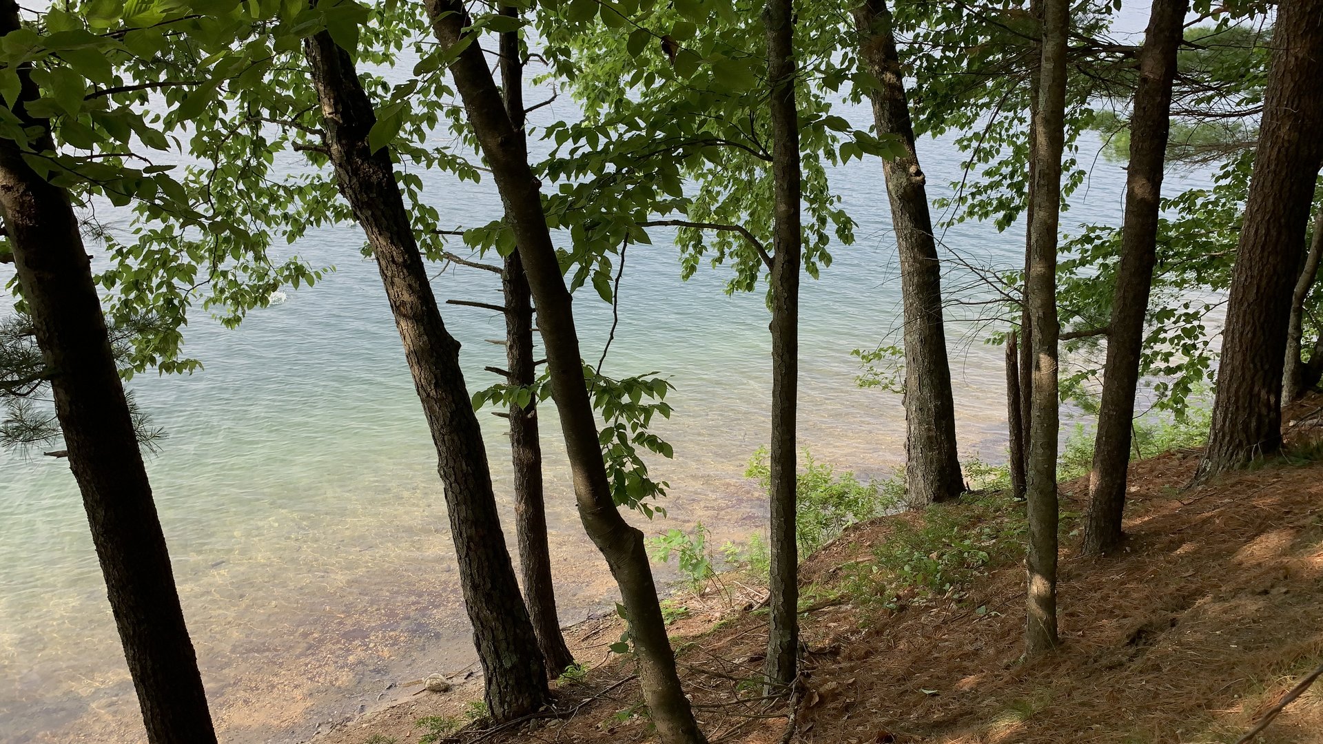 Walden Pond, Concord, Massachusetts